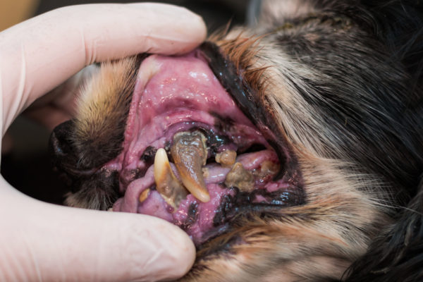 https://www.erlangen-tierarzt.de/wp-content/uploads/2020/12/tierarzt-hund-gebiss-scaled-600x400.jpg