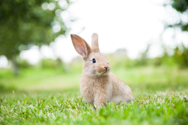 https://www.erlangen-tierarzt.de/wp-content/uploads/2020/12/tierarzt-kaninchen-600x400.jpg