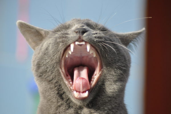 https://www.erlangen-tierarzt.de/wp-content/uploads/2020/12/tierarzt-katze-gebiss-scaled-600x400.jpg