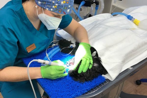 https://www.erlangen-tierarzt.de/wp-content/uploads/2022/03/Zahnsani_Pudel-600x400.jpg