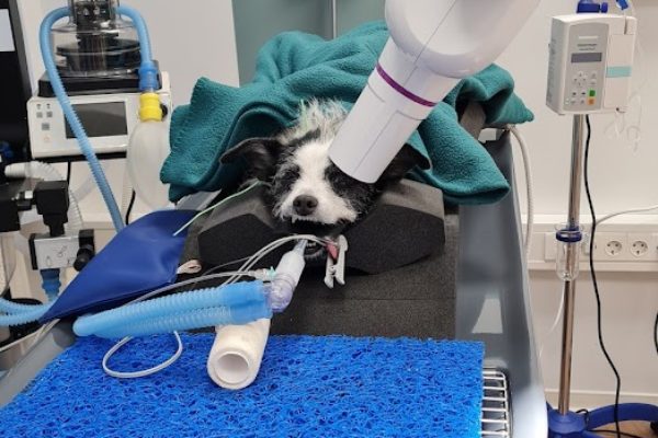 https://www.erlangen-tierarzt.de/wp-content/uploads/2022/03/zahnroe_mit_hund-600x400.jpg